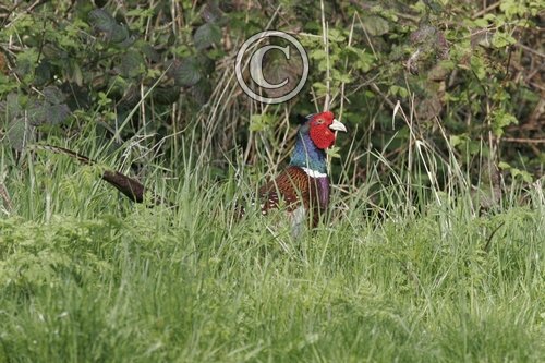 Cock Pheasant DM0987